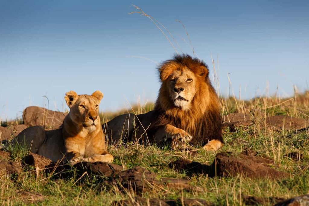 lions in Africa