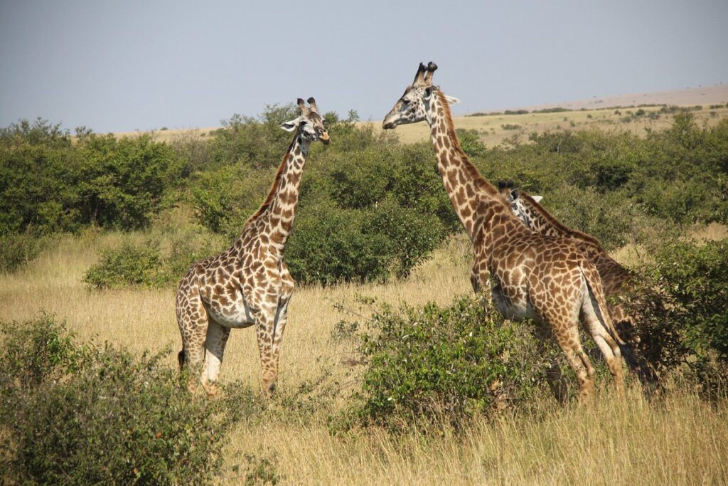 Aberdare National Park