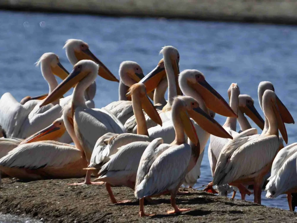 Abijatta–Shalla Lakes National Park