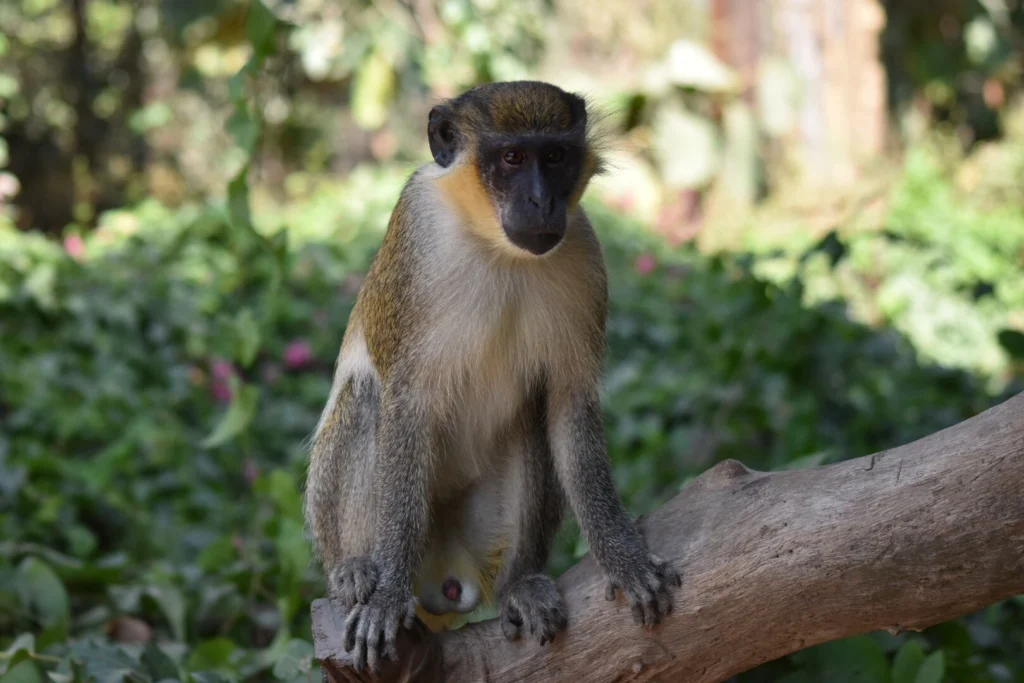 Abuko Nature Reserve