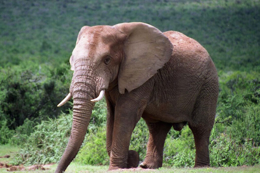 Addo Elephant National Park