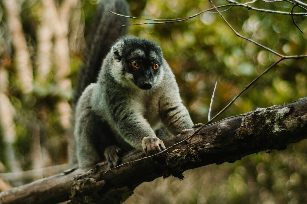 Andasibe-Mantadia National Park