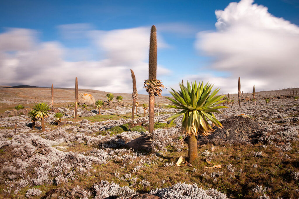 Bale Mountains National Park