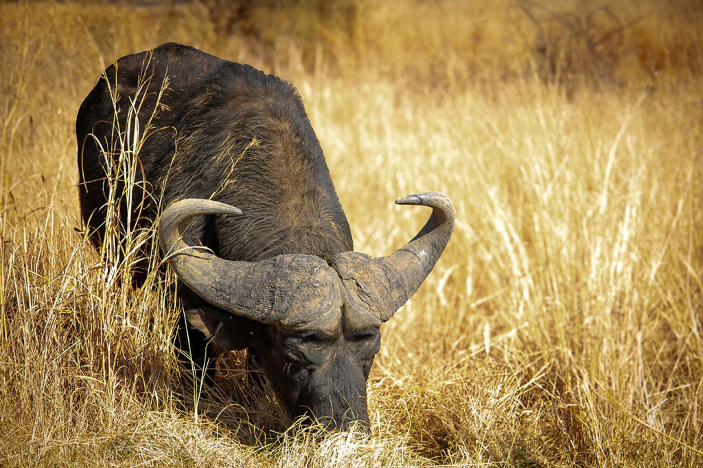 Bamingui-Bangoran National Park
