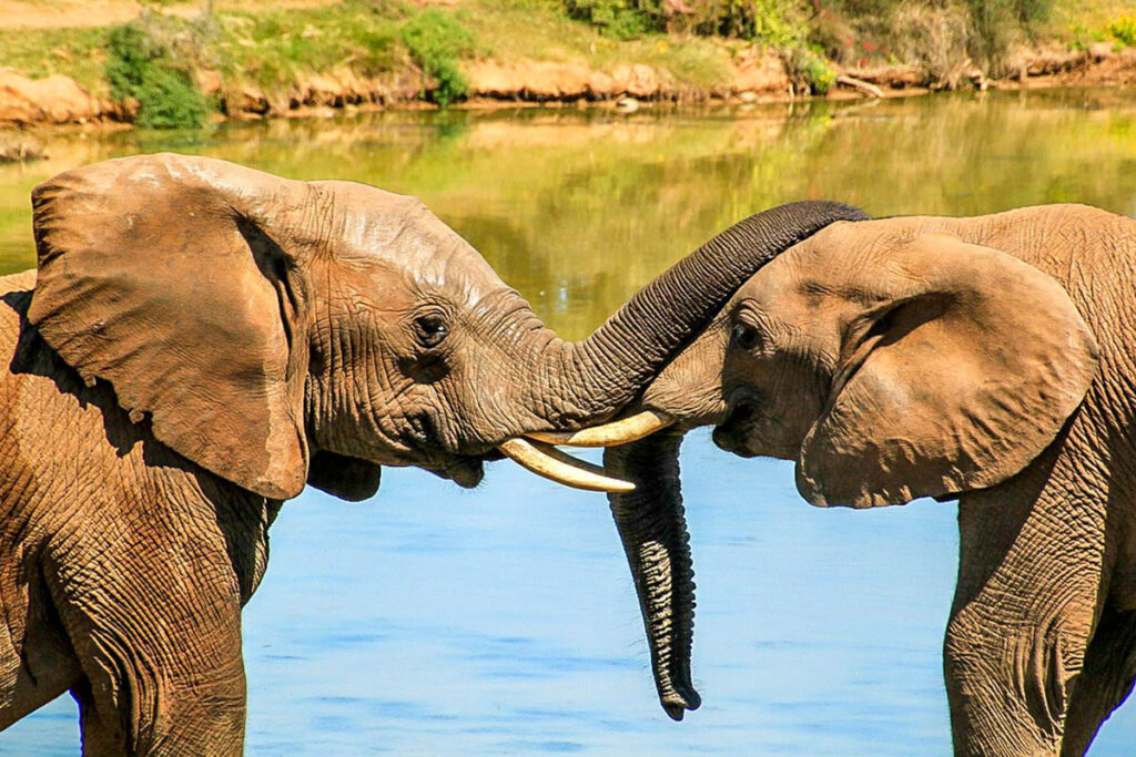 Benoue National Park