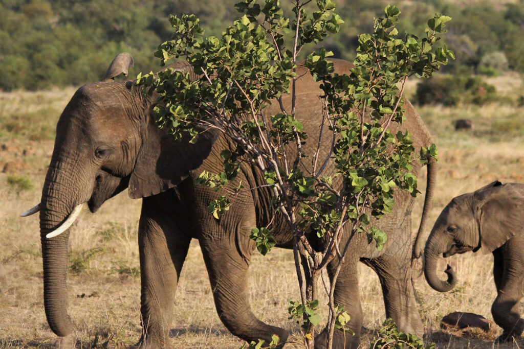 Bicuar National Park