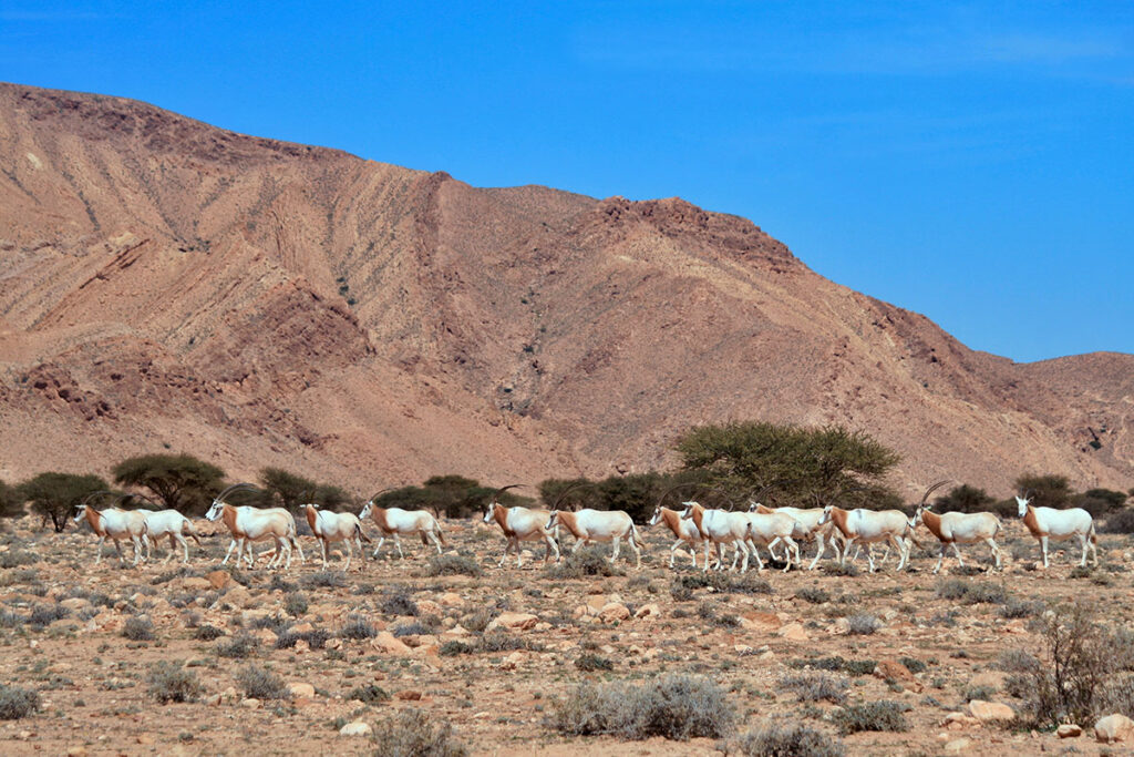 Bouhedma National Park