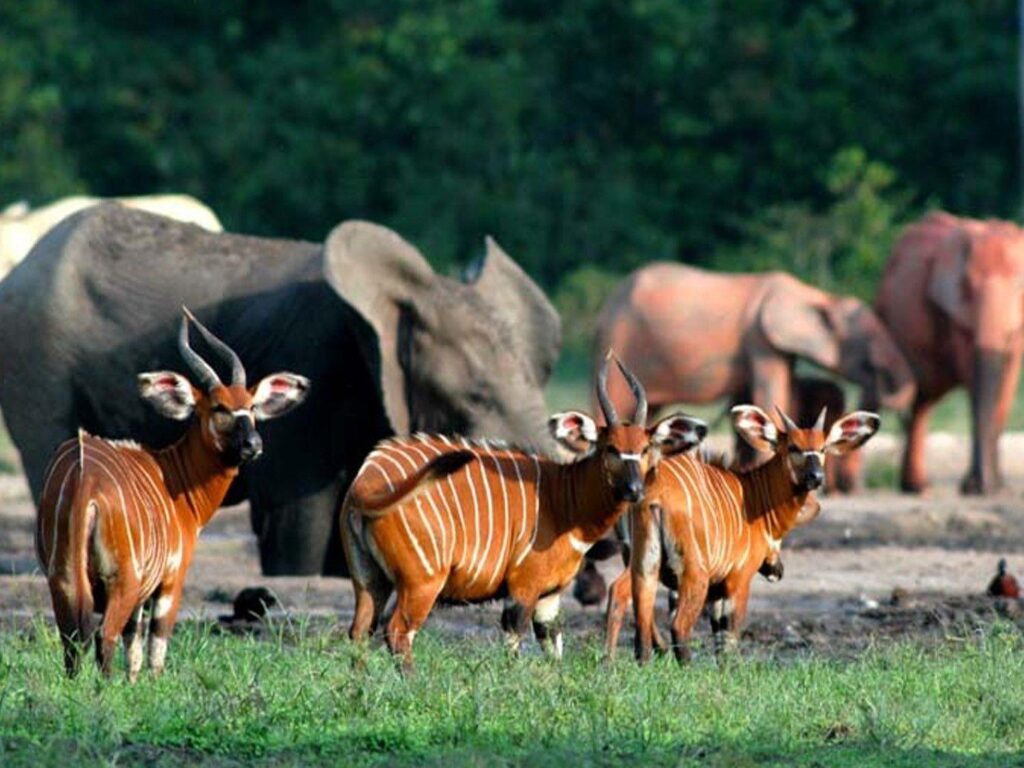 Boumba Bek National Park