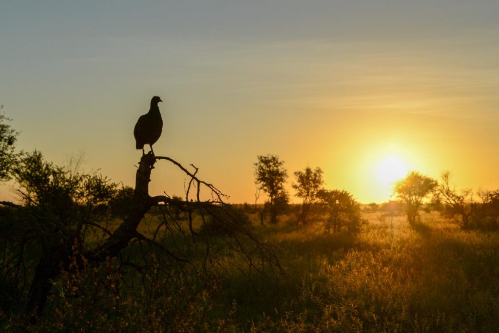 Cameia National Park
