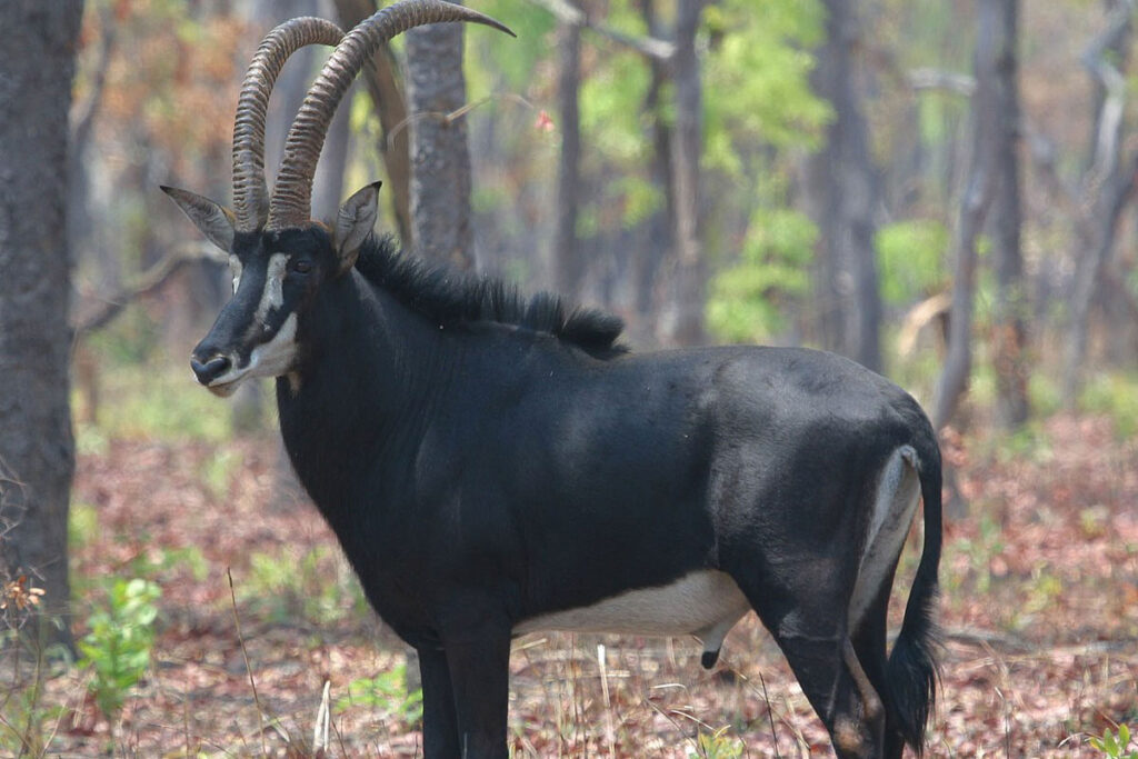 Cangandala National Park