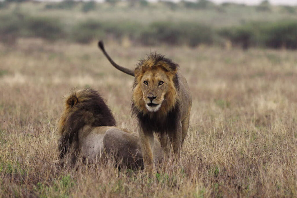 Central Kalahari Game Reserve