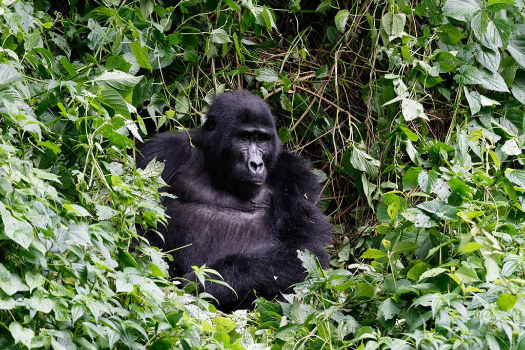 Cross River National Park