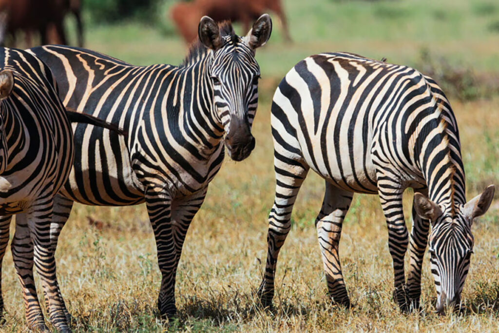 Dinder National Park