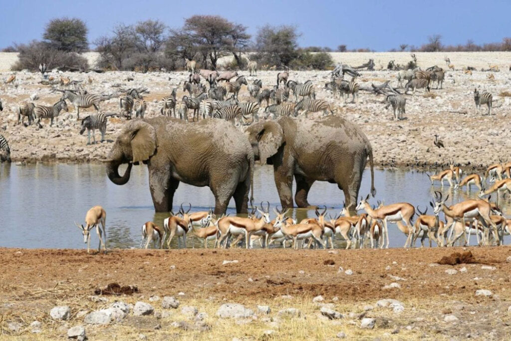 Etosha National Park