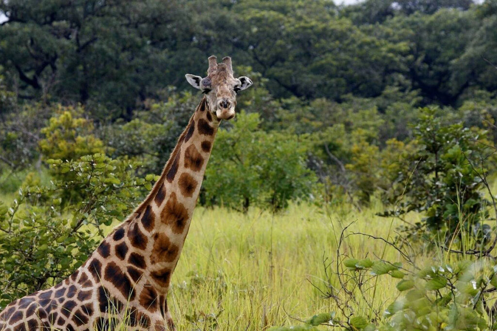 Garamba National Park