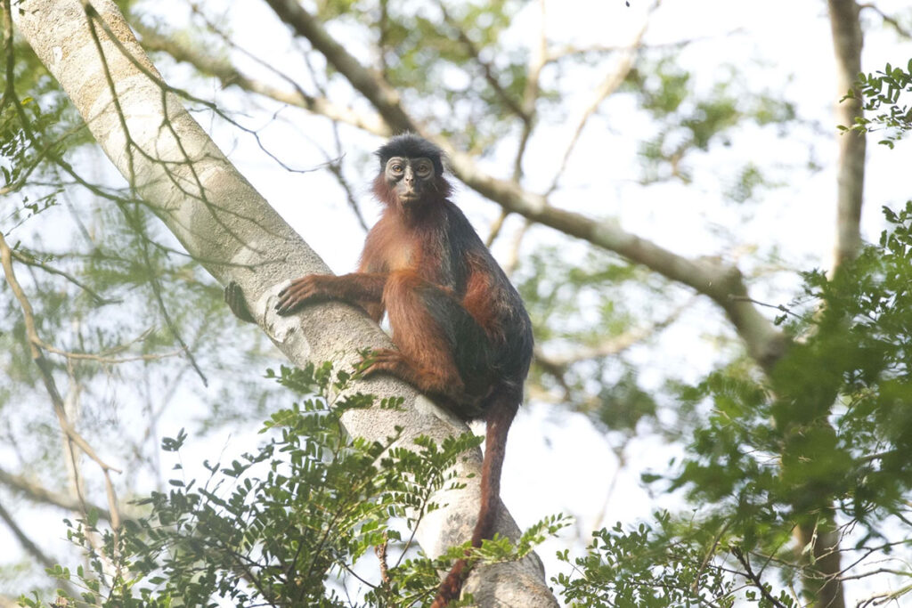 Gola Rainforest National Park