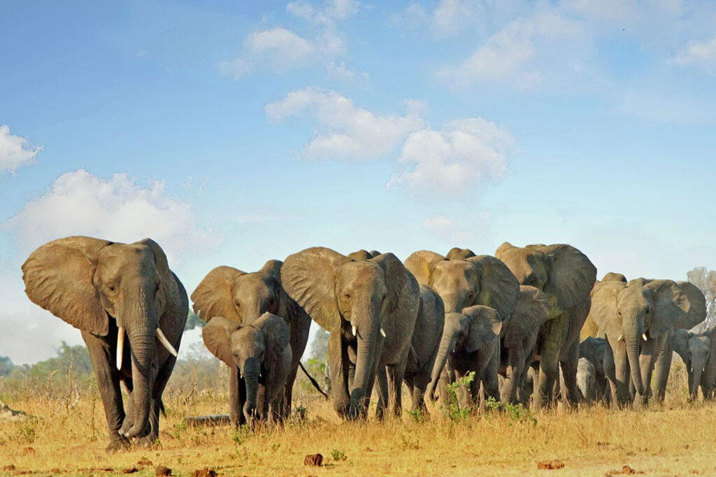 Hwange National Park