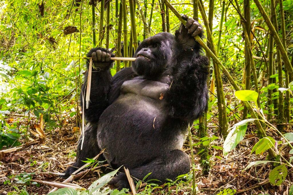 Kahuzi–Biega National Park