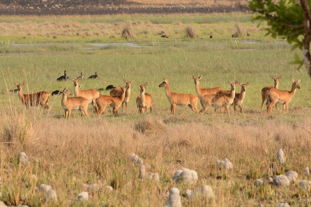 Kasanka National Park