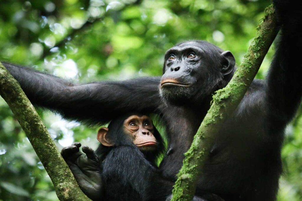 Kibale Forest National Park