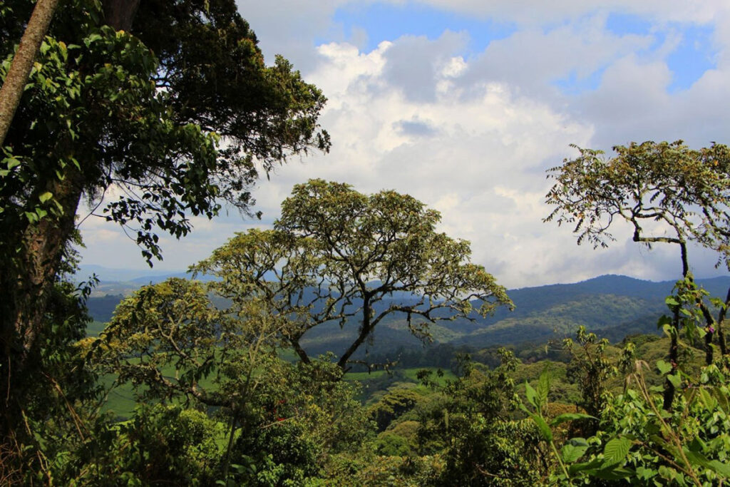 Kibira National Park