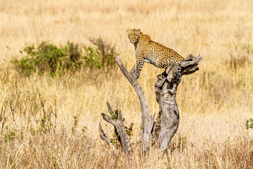 Kidepo Valley National Park