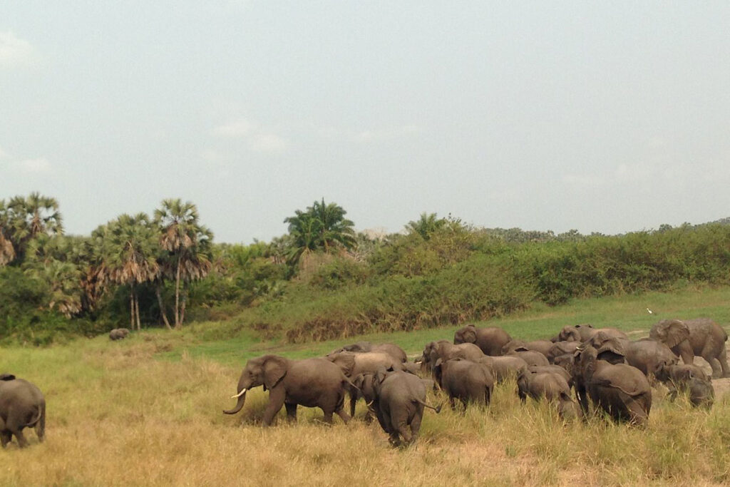 Kissama (Quiçama) National Park