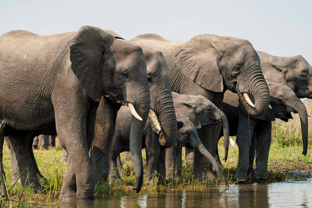 Liwonde National Park