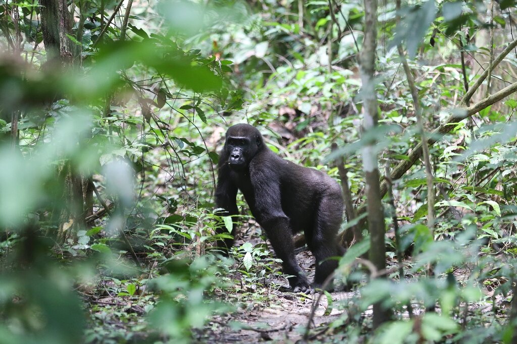 Loango National Park
