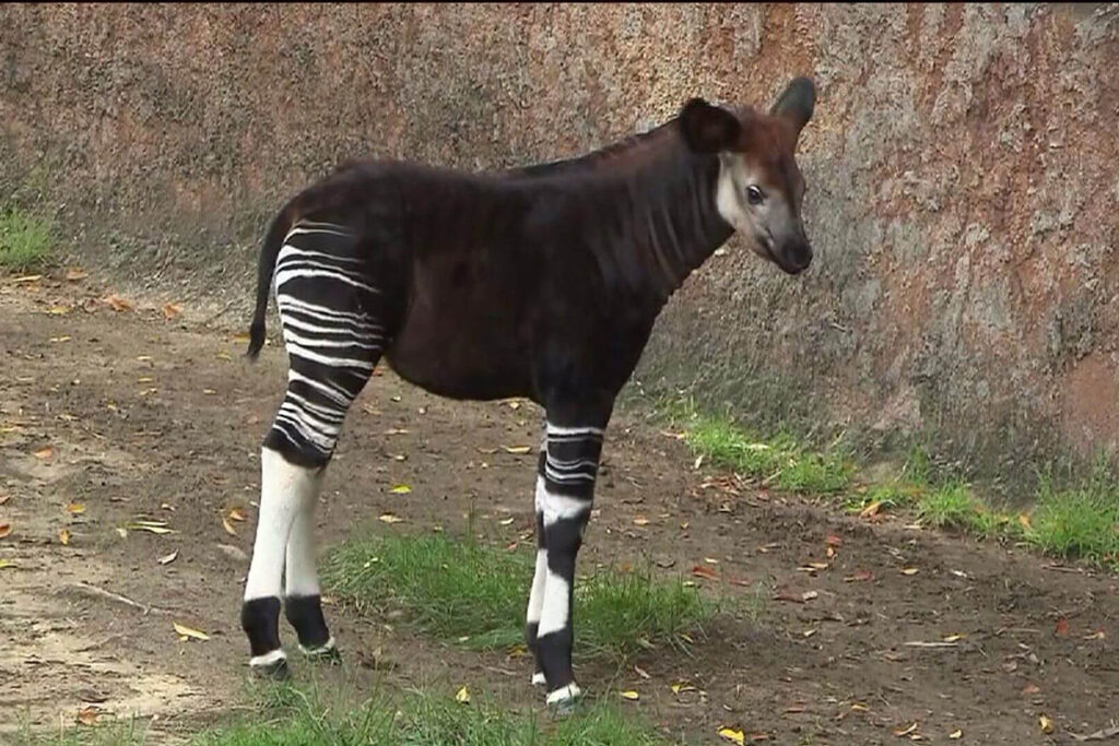 Lomami National Park