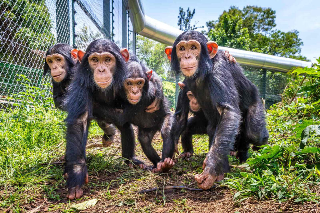 Lwiro Primate Rehabilitation Center