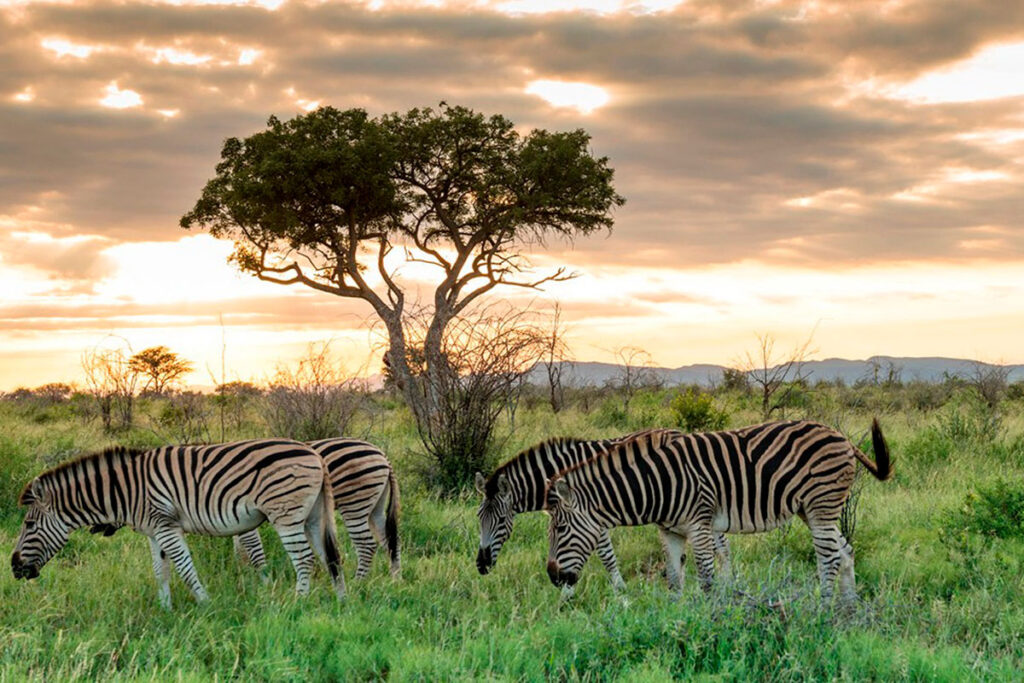Madikwe Game Reserve