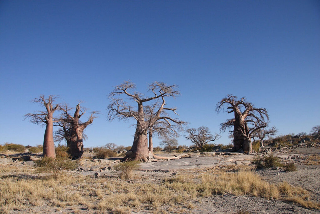 Makgadikgadi Pans National Park
