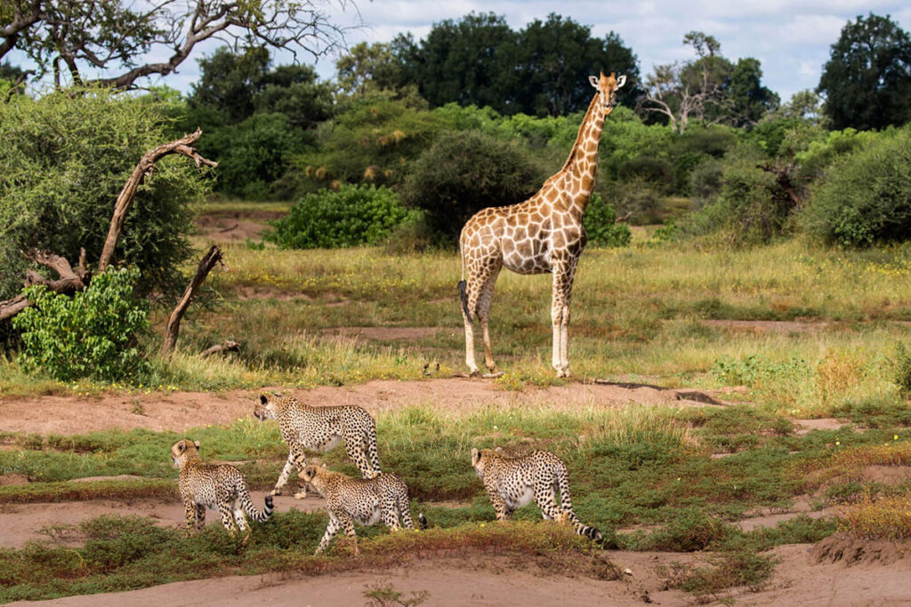 Mashatu Game Reserve