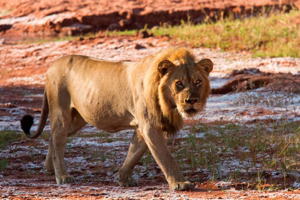 Matusadona National Park