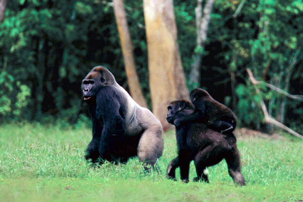 Minkébé National Park