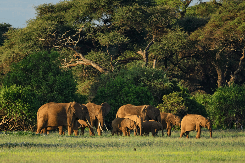 Mont Péko National Park