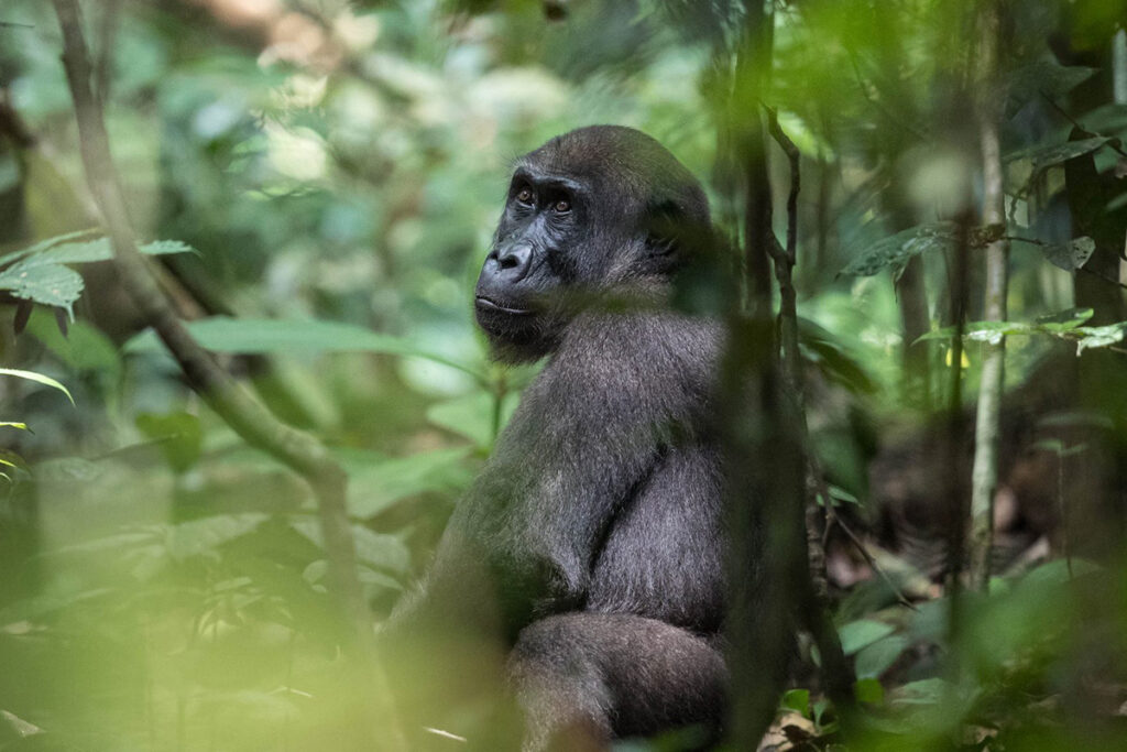 Moukalaba-Doudou National Park