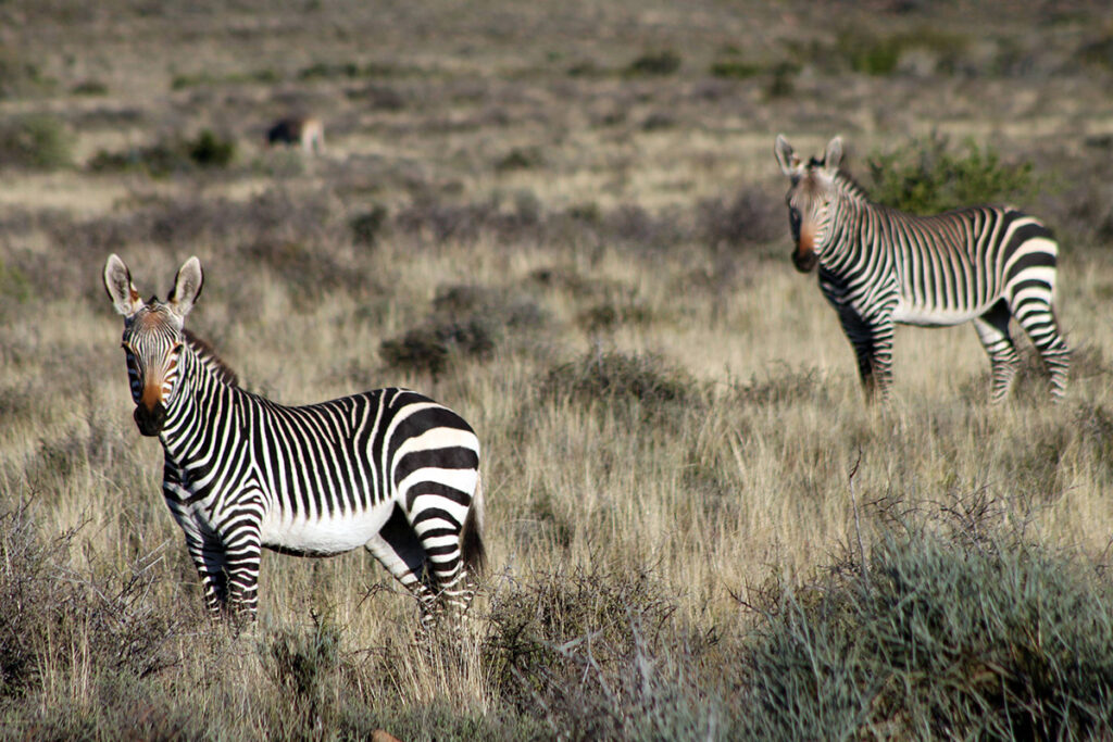 Mountain Zebra National Park