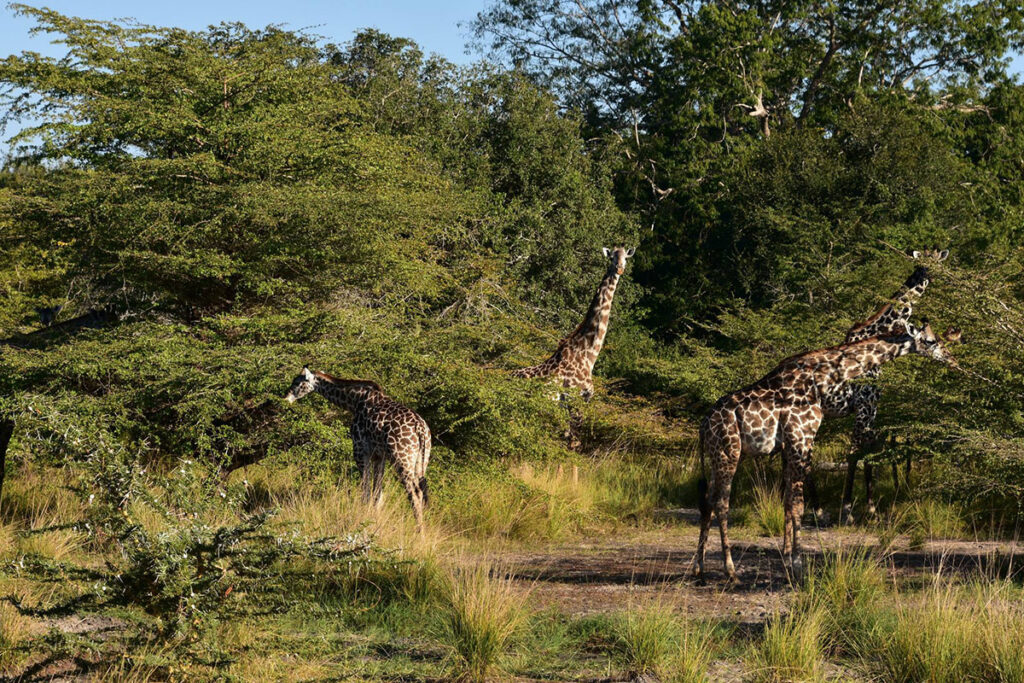 Nyerere National Park