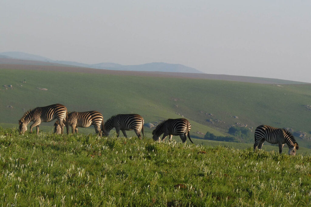 Nyika National Park