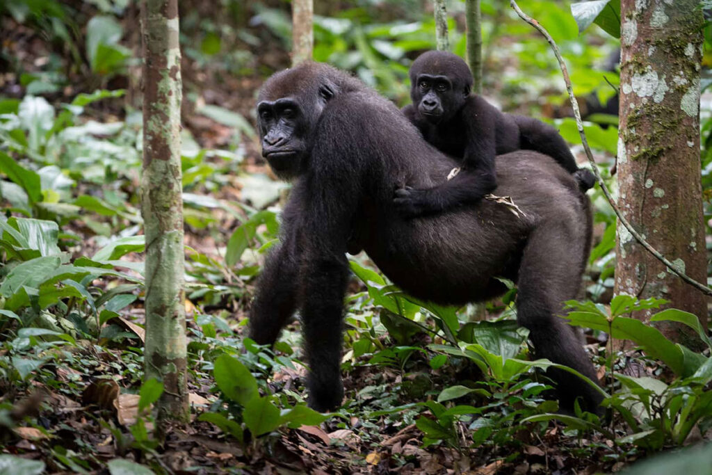 Odzala-Kokoua National Park
