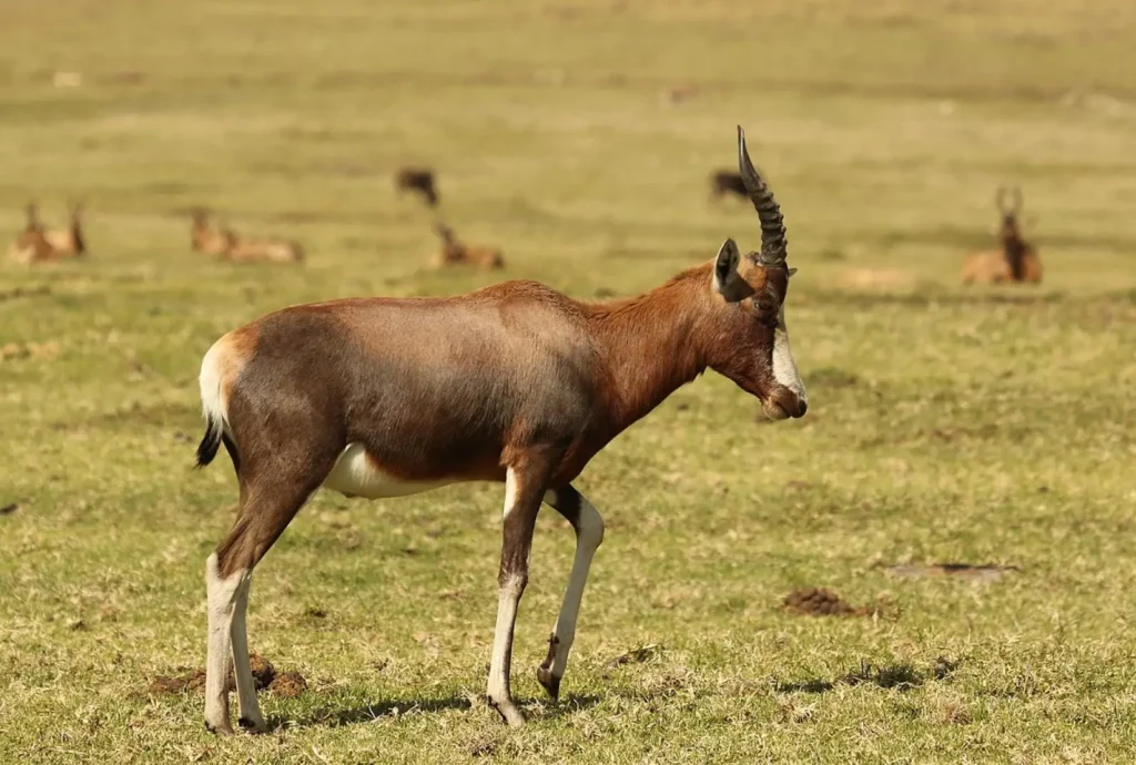 bontebok national park