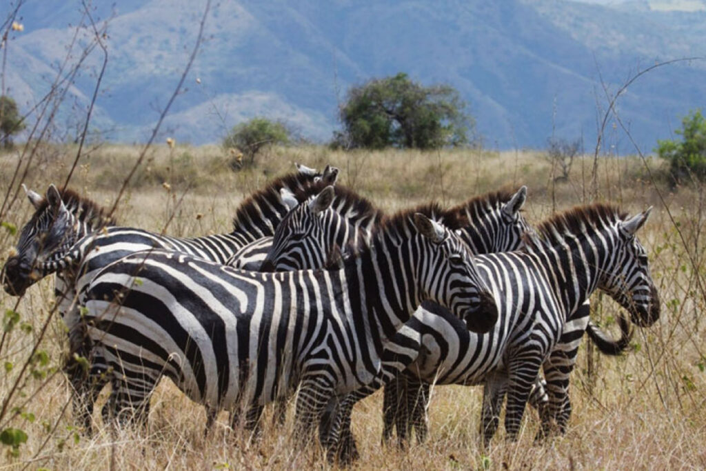 Nechisar National Park