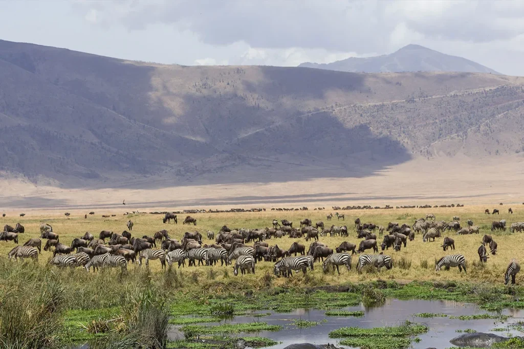 Ngorongoro Conservation Area