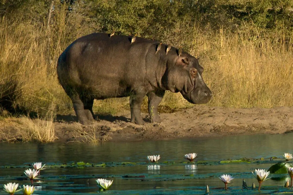 Nkasa Rupara National Park