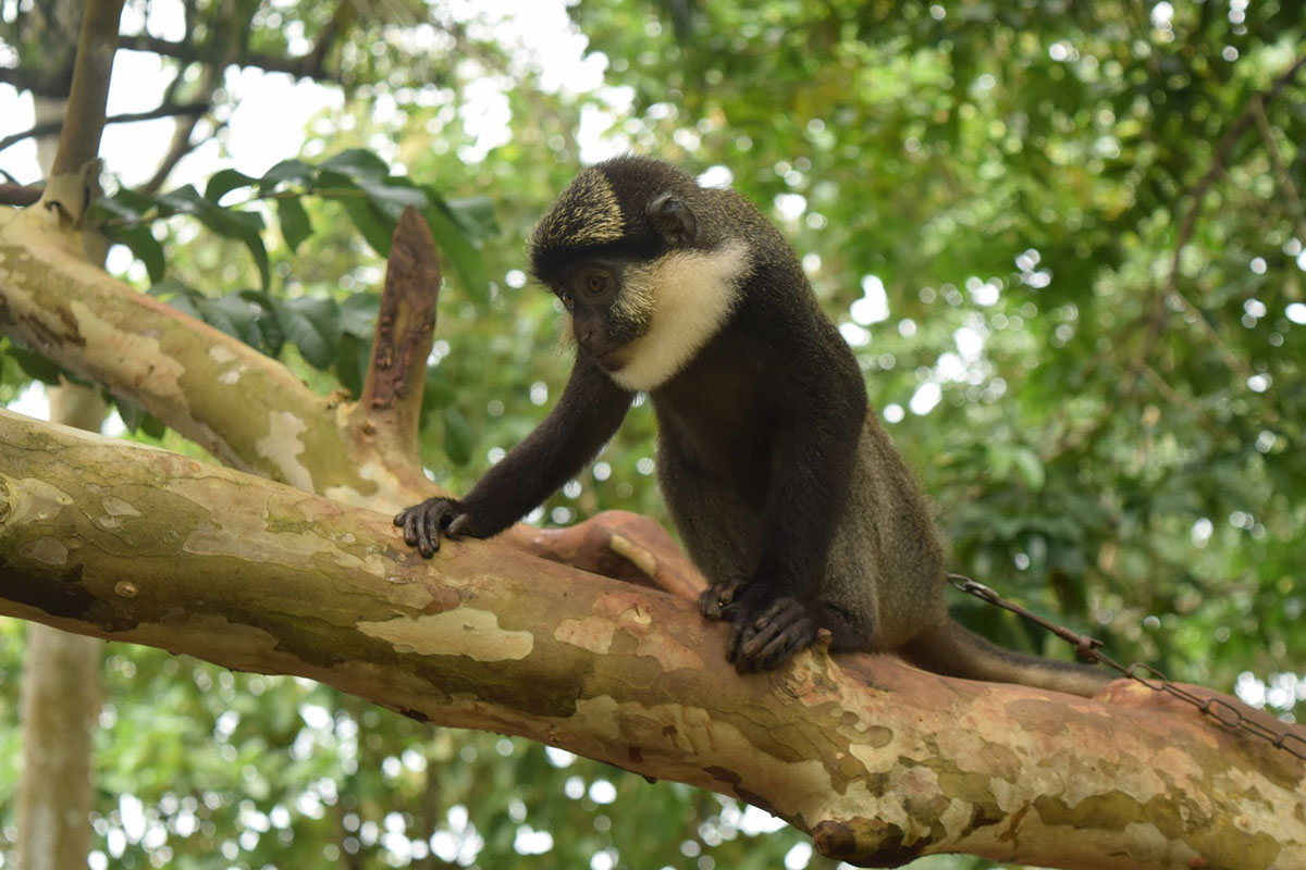 Okimu Rwanda Okomu National Park - African Travel Book