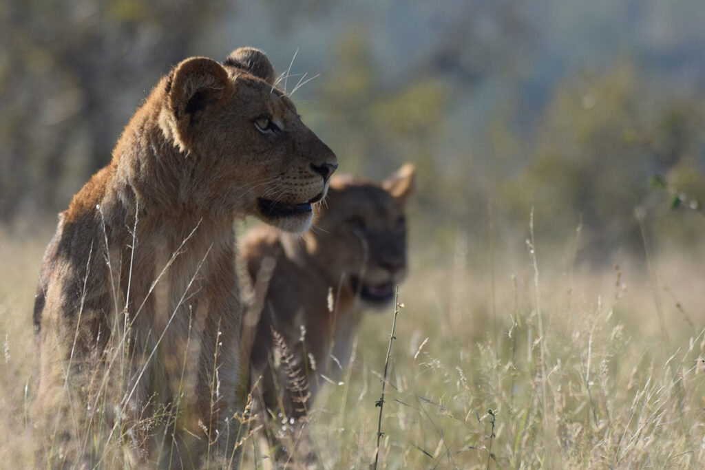 Pilanesberg Game Reserve
