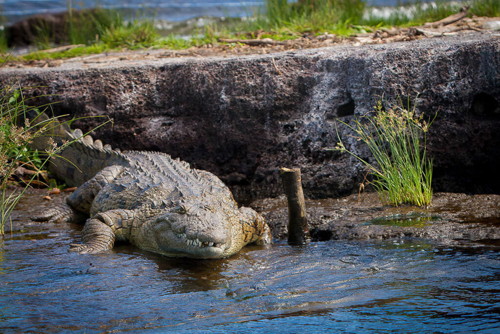 Rubondo Island National Park