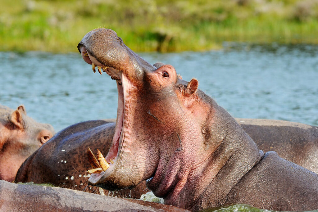 Rusizi National Park